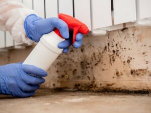 Watch Effective Strategies to Remove Mold from Sheetrock