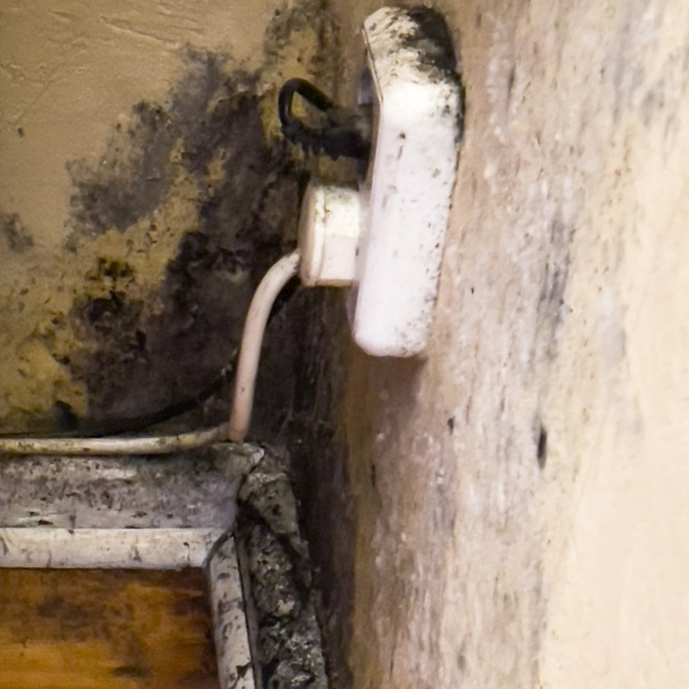 How Common is black mold in walls