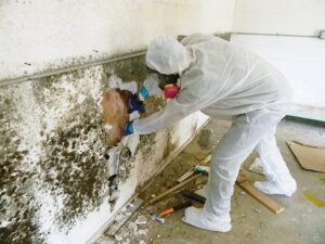 Mold Remediation Specialist Removing Molded Sheetrock
